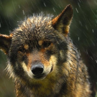 Wet wolf