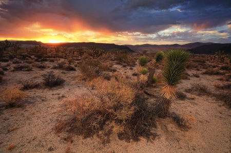 Red Rock Canyon - cool, fun, desert, sunset, nature