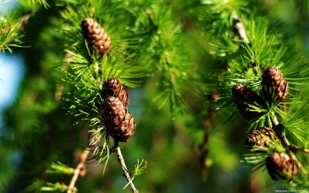 Fir branches tree - fir, cone, branches, tree