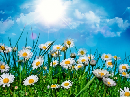 Summer Field - sky, clouds, sun, summer, field, daisies, grass