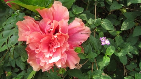 Hibiscus rosa-sinensis - Delicate beauty, flowering plant, China rose, beautiful