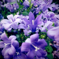 DALMATIAN BELLFLOWERS