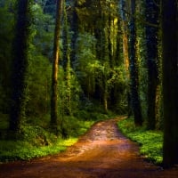 GREEN FOREST PATH