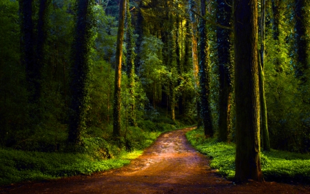 GREEN FOREST PATH - path, forest, nature, green