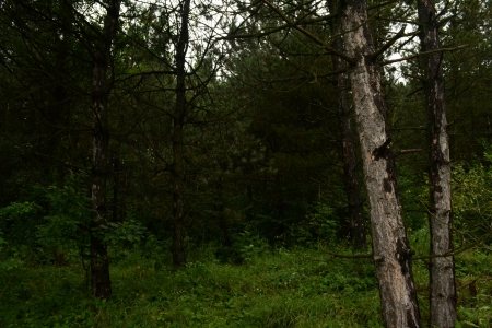 Romanian Beautiful Forest - romanian, forest, green, beautiful