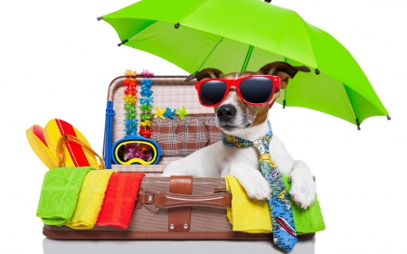 Vacation Time - jack russell terrier, colorful, sunglasses, vacation, vata, white, caine, pinwheels, suitcase, yellow, dog, umbrella, orange, green, puppy, vara, summer, funny, creative, leis, flip flops, summrr, red, blue, animal, tie, goggles