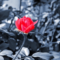 Cyan Red Rose