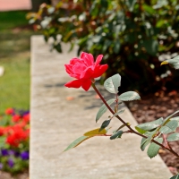 Beautiful Red Rose