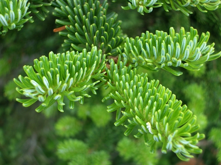 Fir branches - de un, verde, crenguta de brad, minunat