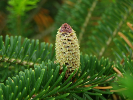 Fir cone - brad, de, cu miros de rasina, con