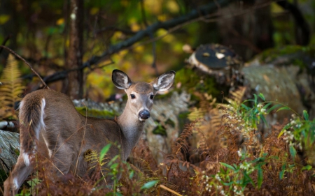 YOUNG DEER - tanara, caprioara, din padure, cea