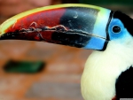 toucan