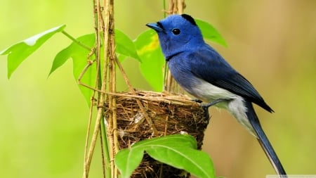 Beautiful blue bird - trees, animals, blue, birds