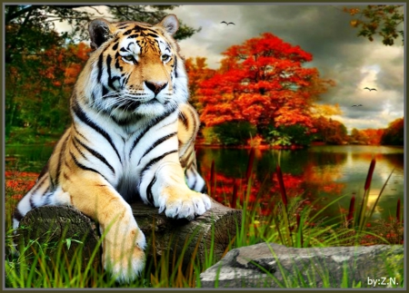 tiger resting,river,.............2 - nature, tiger, trees, river