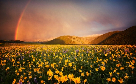 Rainbow Over The Wildflower Meadows