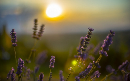 Lavender - nature, sky, sun, flowers, sunset, sunrise, lavender