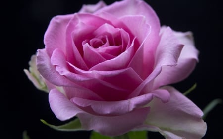 Pink rose - macro, pink, rose, black, flower