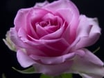 Pink rose