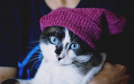 Cat - white, purple, hat, cat, pink, blue eyes, animal, black