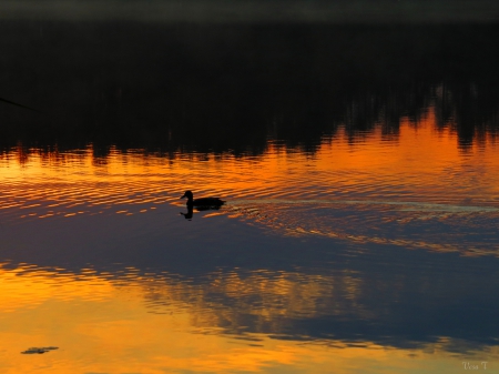 Duck - morning, duck, lake, sunrise