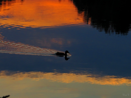 Duck - duck, lake, morning, summer