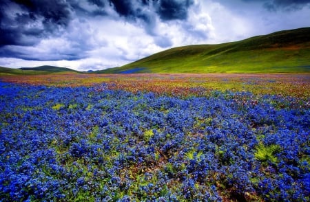 Field with blue wildflowers - clouds, pretty, carpet, hills, summer, beautiful, meadow, lovely, wildflowers, fresh, nature, field, sky