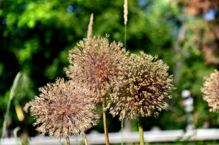 Flowers in Brampton Ontario Canada - ontario, brampton, canada, flowers, d7000, nikon