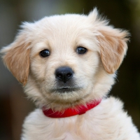 Golden Retriever Puppy