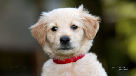 Golden Retriever Puppy - cute, puppy, golden retriever, dog