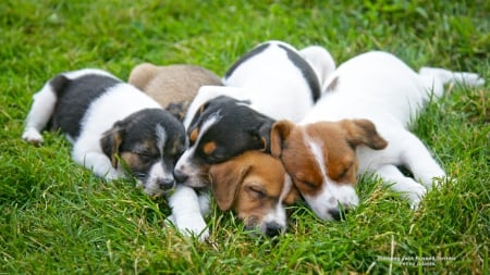 Beagle Pups Resting