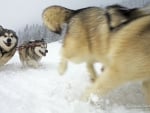 Huskies at Work