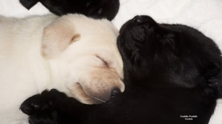 Cuddle Huddle - dogs, black and white, canine, puppies