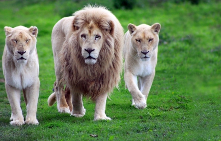 With his wives - king, lioness, animals, lion