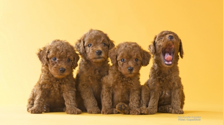 Poodle Pups - dogs, minature, puppies, poodle