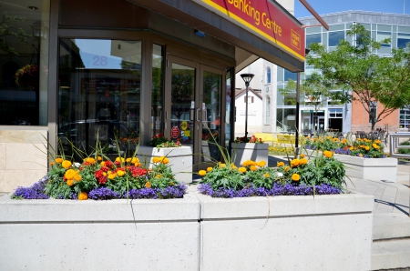 Flower box at the bank -Brampton Ontario Canada - d7000, nikon, ontario, flowers, canada, brampton, rose square