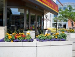 Flower box at the bank -Brampton Ontario Canada