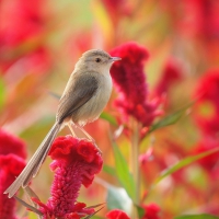 Cute Little Bird