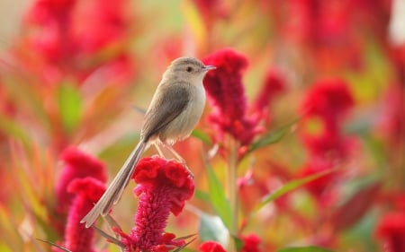 Cute Little Bird - cute, bird, flower, red