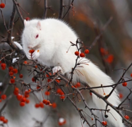 White squirrel - bush, tree, berries, rose, long