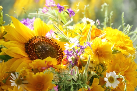 Summer Flowers - daisies, flowers, sunflower, yellow, summer