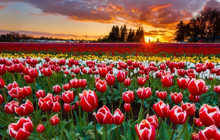 Awakening The Fourth Chakra - farm, sky, trees, paradise, tulips, field, spring, clouds, beautiful, flowers, colors, sunrise