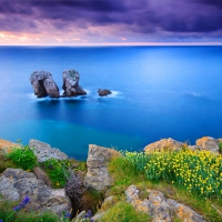 Coastal Wildflowers