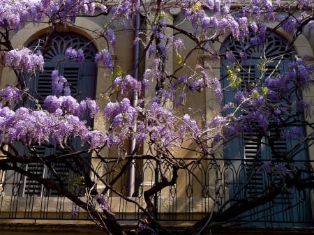 A Wisteria Balcony