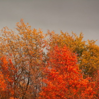 Autumn in THOMAS, WVa