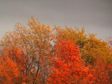 Autumn in THOMAS, WVa - autumn, wv