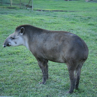 Anta (Tapirus terrestris)