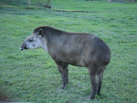 Anta (Tapirus terrestris) - tapirus terrestris, animals, anta, brazil animal