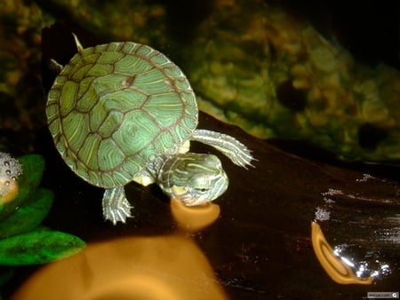 Tiny Turtle - turtle