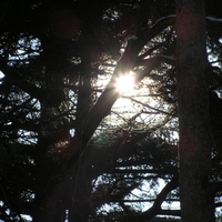 sun in the trees