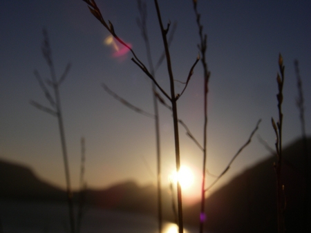 Flowers in Faroese sunset - sunset, faroe islands